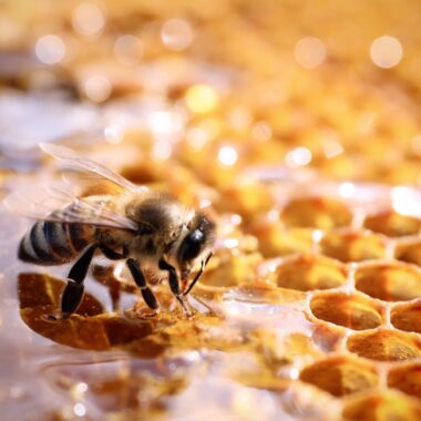 Bienenprodukte