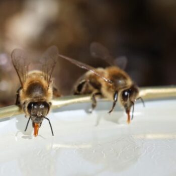 Bienenfutter